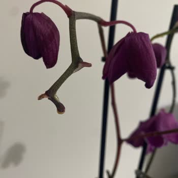 Siparişimde Gelen Orkide Solmuş Ve Kusurlu, Satıcı İlgilenmiyor