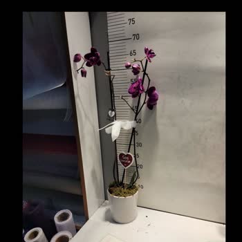 Siparişimde Gelen Orkide Solmuş Ve Kusurlu, Satıcı İlgilenmiyor