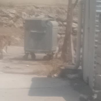 Vezirköprü'de Artan Sokak Köpekleri İnsan Sağlığını Tehdit Ediyor