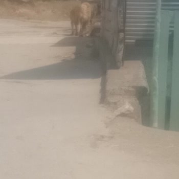 Vezirköprü'de Artan Sokak Köpekleri İnsan Sağlığını Tehdit Ediyor