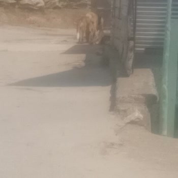 Vezirköprü'de Artan Sokak Köpekleri İnsan Sağlığını Tehdit Ediyor