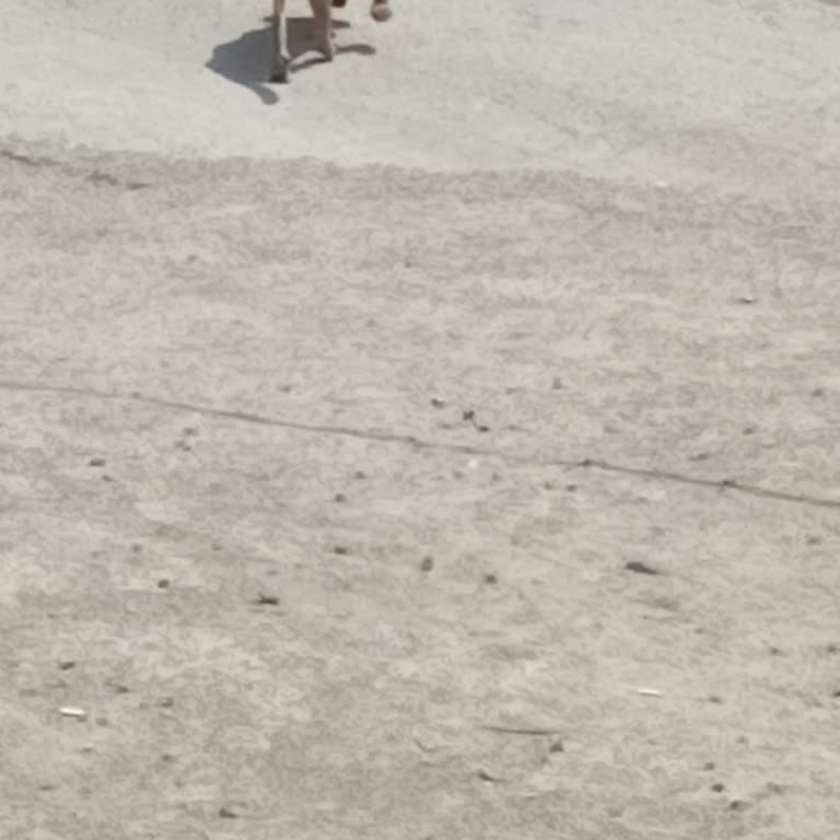 Vezirköprü'de Artan Sokak Köpekleri İnsan Sağlığını Tehdit Ediyor