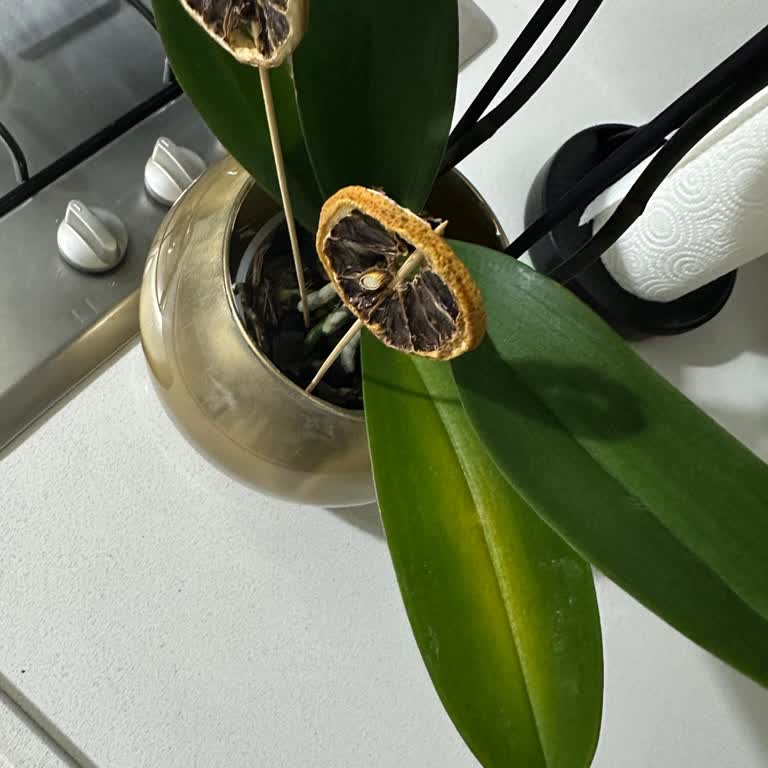 Doğum Günü Hediyesi Olarak Gönderilen Orkide Hastalıklı Çıktı