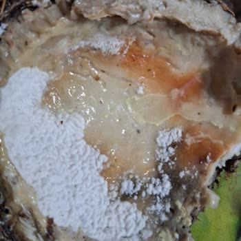 Aldığım Ürünler Çürük Ve Denetim Eksikliği Var