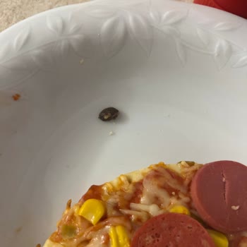 Dondurulmuş Pizzadan Sert Ve Tanımsız Cisim Çıktı, Sağlığım Tehlikeye Girdi