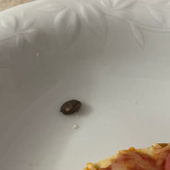 Dondurulmuş Pizzadan Sert Ve Tanımsız Cisim Çıktı, Sağlığım Tehlikeye Girdi