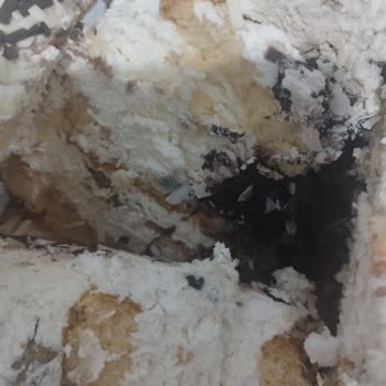 Küflü Pasta Nedeniyle Doğum Gününde Hayal Kırıklığı