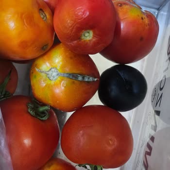 Yeni Alınan Buzdolabında Süregelen Soğutma Sorunu Ve Çözüm Eksikliği