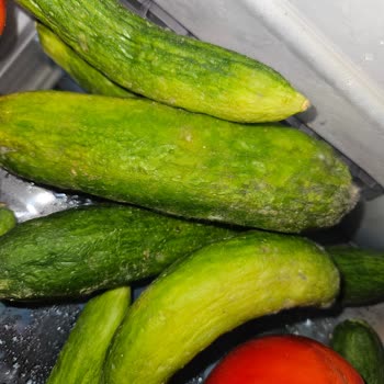 Yeni Alınan Buzdolabında Süregelen Soğutma Sorunu Ve Çözüm Eksikliği