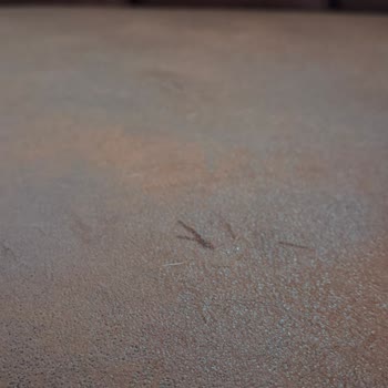 Bir Haftada Yıpranan Kedi Dostu Kanepe Hayal Kırıklığı