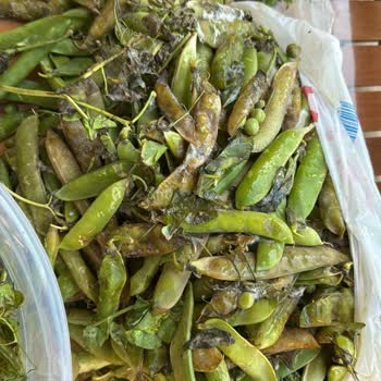 Carrefour'dan Bozuk Ve Küflü Bezelye Teslimatı Sonrası Yetersiz Çözüm