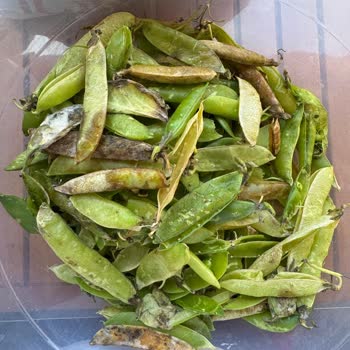 Carrefour'dan Bozuk Ve Küflü Bezelye Teslimatı Sonrası Yetersiz Çözüm