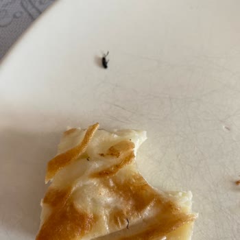 Su Böreğinde Karasinek Şoku Hijyen Sorunu Yaşadım