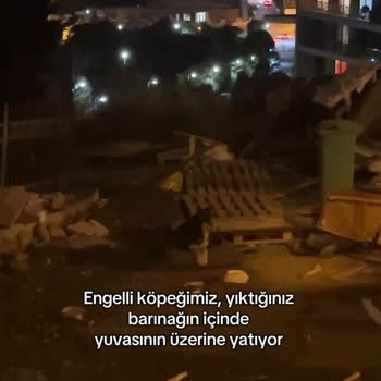 Engelli Hayvan Barınağının Yeniden Yapılması Ve Destek Talepleri