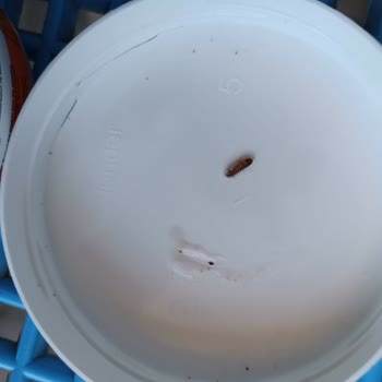 Peeling Ürününün İçinden Böcek Çıkması Ve Markanın İlgisizliği