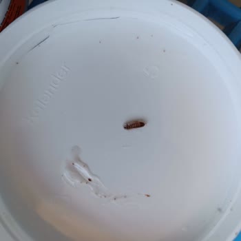 Peeling Ürününün İçinden Böcek Çıkması Ve Markanın İlgisizliği