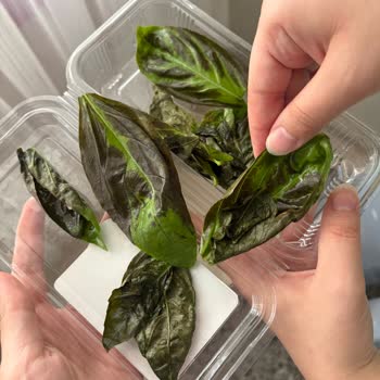 Aldığım Fesleğenin İçinden Bozuk Ve Kötü Kokulu Yapraklar Çıktı