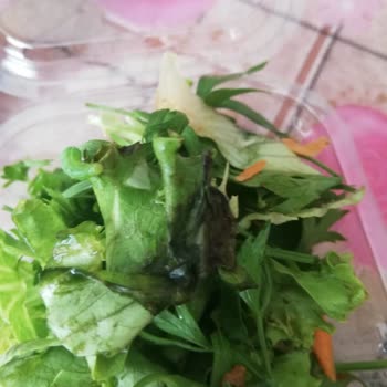 Hacıoğlu Restaurant Siparişimde Çürük Yeşillikler Ve Kurt Çıktı