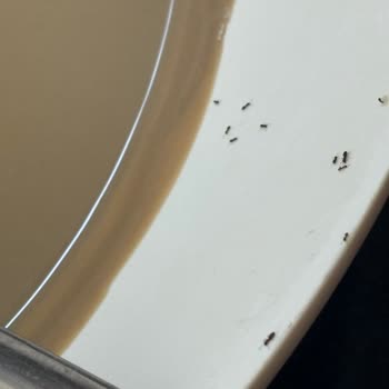 Lezzetli Yemekler, Eksik Temizlik Ve İlgisiz Hizmet Deneyimi