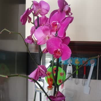 Siparişimde Solmuş Ve Farklı Çiçek Gönderildi, Mağduriyetim Giderilmedi