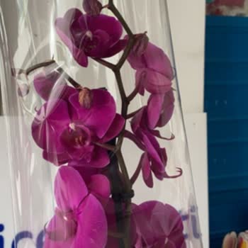 Siparişimde Solmuş Ve Farklı Çiçek Gönderildi, Mağduriyetim Giderilmedi