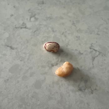 Barbunya Konservesinden Çıkan Taş Bebeğimin Sağlığını Tehlikeye Attı