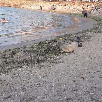 Ağlayan Kayalar Sahilinde Temizlik Ve Bakım Eksikliği Yüzünden Denize Giremiyoruz
