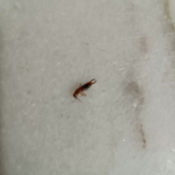 Aldığım Üründe Kavanoz İçinde Böcek Çıkması Hayal Kırıklığı Yarattı