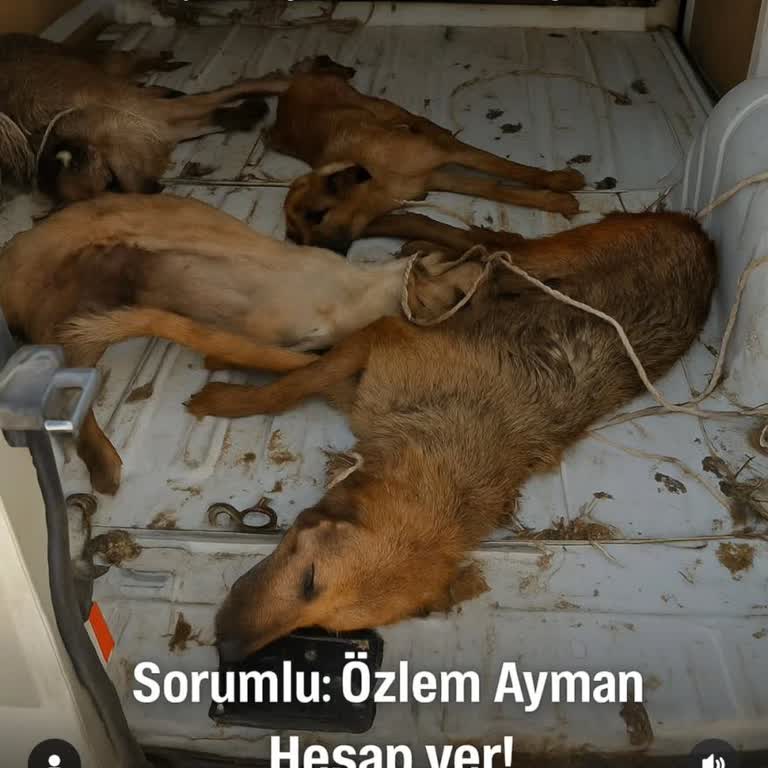 Dikili Belediyesi'nin Hayvan Taşımasında İhmali Sonucu Köpeklerin Ölümü Ve Sorumlular Hakkında Soruşturma Talebi