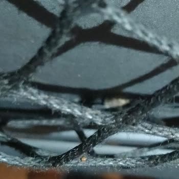 Otobüste Hijyen Skandalı Ve Böcek Sorunu