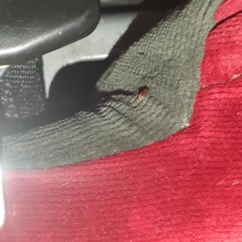 Otobüste Hijyen Skandalı Ve Böcek Sorunu