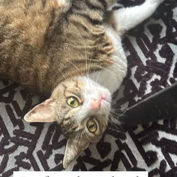 Royal Canin Aldığım Mama Kedilerime Zarar Verdi, Param Boşa Gitti