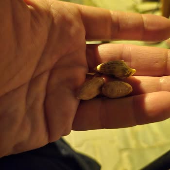 Paketli Yer Fıstığında Yabancı Madde ve Diş Zararı Şikayeti