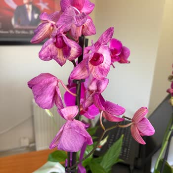 Şişli Sabuncakis Çiçek Firmasının Eski Kalitesi Kalmadı