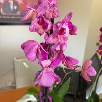 Şişli Sabuncakis Çiçek Firmasının Eski Kalitesi Kalmadı