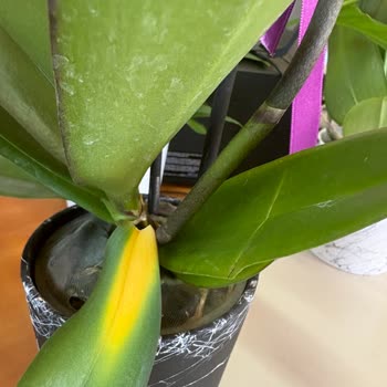 Şişli Sabuncakis Çiçek Firmasının Eski Kalitesi Kalmadı