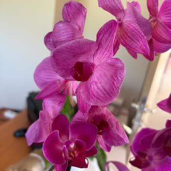 Şişli Sabuncakis Çiçek Firmasının Eski Kalitesi Kalmadı