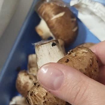 Geç Teslimat Ve Küflü Ürünle Sağlığım Tehlikeye Atıldı