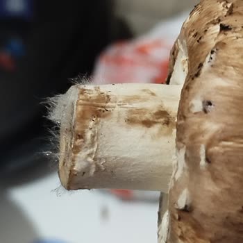 Geç Teslimat Ve Küflü Ürünle Sağlığım Tehlikeye Atıldı