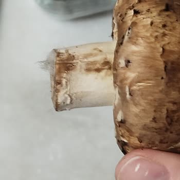 Geç Teslimat Ve Küflü Ürünle Sağlığım Tehlikeye Atıldı