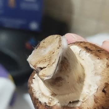 Geç Teslimat Ve Küflü Ürünle Sağlığım Tehlikeye Atıldı