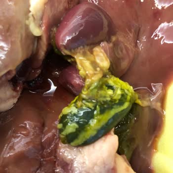 Güvendiğimiz Markadan Çıkan Öd Hayal Kırıklığı Yarattı