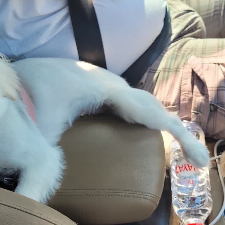 Köfteci Yusuf Evcil Hayvan Yasağı Nedeniyle Restorana Giremiyoruz!