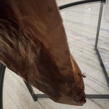 Yemeksepeti Siparişimde Ezilmiş Ürünler Ve Böcek Şoku Yaşadım