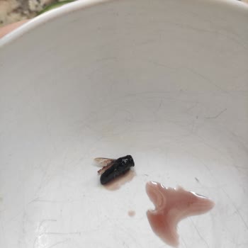 Arifoğlu Karadut Şurubunda Sinek Çıkması Şokunu Yaşadım