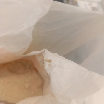 Piyale Tam Buğday Ununda Tekrarlayan Kurt Sorunu