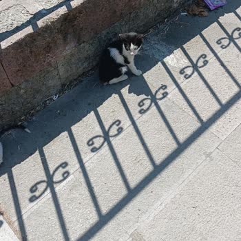 Parktaki Kediler İçin Yetersiz Mama ve Sağlık Hizmeti Hakkında Şikayet