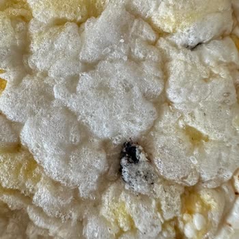 Eti Gong'dan Böcek Şoku: Telafi Bekliyorum