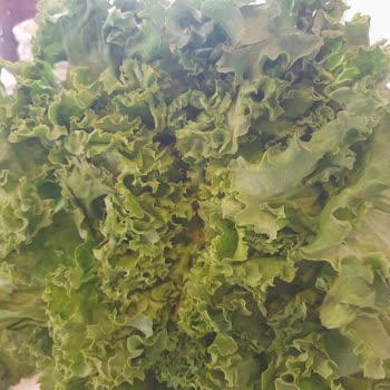 Bozuk Sebze Ve Meyvelerle Hayal Kırıklığı