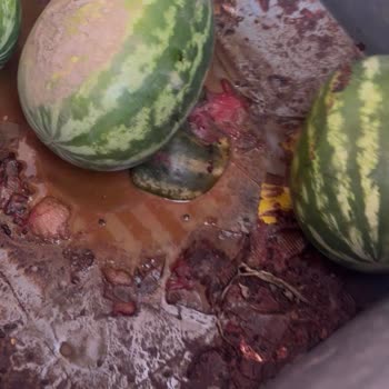 Şok Markette Hijyen Sorunu Ve İlgisiz Personel Deneyimi